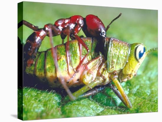 Close Up Side View of a Driver Ant Attacking a Grasshopper, Africa-Carlo Bavagnoli-Stretched Canvas