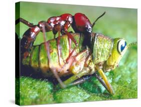 Close Up Side View of a Driver Ant Attacking a Grasshopper, Africa-Carlo Bavagnoli-Stretched Canvas