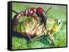 Close Up Side View of a Driver Ant Attacking a Grasshopper, Africa-Carlo Bavagnoli-Framed Stretched Canvas