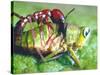 Close Up Side View of a Driver Ant Attacking a Grasshopper, Africa-Carlo Bavagnoli-Stretched Canvas