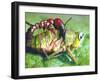 Close Up Side View of a Driver Ant Attacking a Grasshopper, Africa-Carlo Bavagnoli-Framed Photographic Print