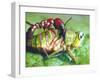 Close Up Side View of a Driver Ant Attacking a Grasshopper, Africa-Carlo Bavagnoli-Framed Photographic Print