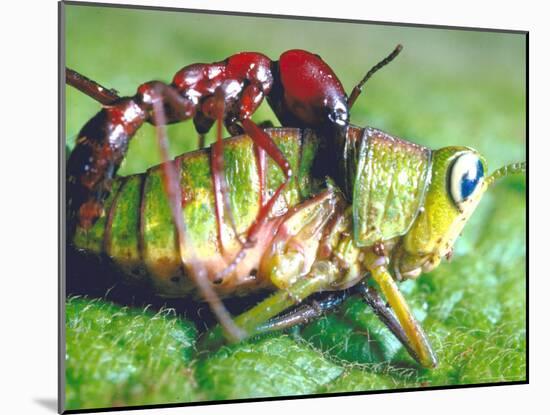Close Up Side View of a Driver Ant Attacking a Grasshopper, Africa-Carlo Bavagnoli-Mounted Photographic Print