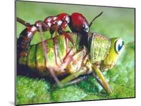 Close Up Side View of a Driver Ant Attacking a Grasshopper, Africa-Carlo Bavagnoli-Mounted Photographic Print