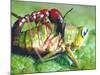 Close Up Side View of a Driver Ant Attacking a Grasshopper, Africa-Carlo Bavagnoli-Mounted Photographic Print