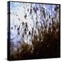 Close Up Silhouette of Tall Grass Growing on a Hillside-Paul Schutzer-Stretched Canvas