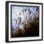 Close Up Silhouette of Tall Grass Growing on a Hillside-Paul Schutzer-Framed Photographic Print