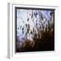 Close Up Silhouette of Tall Grass Growing on a Hillside-Paul Schutzer-Framed Photographic Print