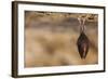 Close up Small Sleeping Horseshoe Bat Covered by Wings, Hanging Upside down on Top of Cold Natural-Martin Janca-Framed Photographic Print