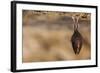 Close up Small Sleeping Horseshoe Bat Covered by Wings, Hanging Upside down on Top of Cold Natural-Martin Janca-Framed Photographic Print