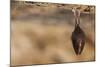 Close up Small Sleeping Horseshoe Bat Covered by Wings, Hanging Upside down on Top of Cold Natural-Martin Janca-Mounted Photographic Print