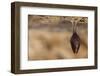 Close up Small Sleeping Horseshoe Bat Covered by Wings, Hanging Upside down on Top of Cold Natural-Martin Janca-Framed Photographic Print