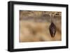 Close up Small Sleeping Horseshoe Bat Covered by Wings, Hanging Upside down on Top of Cold Natural-Martin Janca-Framed Photographic Print
