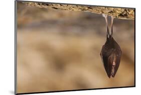 Close up Small Sleeping Horseshoe Bat Covered by Wings, Hanging Upside down on Top of Cold Natural-Martin Janca-Mounted Photographic Print