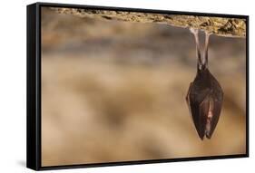 Close up Small Sleeping Horseshoe Bat Covered by Wings, Hanging Upside down on Top of Cold Natural-Martin Janca-Framed Stretched Canvas