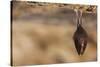 Close up Small Sleeping Horseshoe Bat Covered by Wings, Hanging Upside down on Top of Cold Natural-Martin Janca-Stretched Canvas