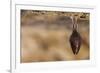 Close up Small Sleeping Horseshoe Bat Covered by Wings, Hanging Upside down on Top of Cold Natural-Martin Janca-Framed Photographic Print