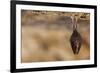 Close up Small Sleeping Horseshoe Bat Covered by Wings, Hanging Upside down on Top of Cold Natural-Martin Janca-Framed Photographic Print