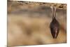 Close up Small Sleeping Horseshoe Bat Covered by Wings, Hanging Upside down on Top of Cold Natural-Martin Janca-Mounted Photographic Print