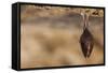 Close up Small Sleeping Horseshoe Bat Covered by Wings, Hanging Upside down on Top of Cold Natural-Martin Janca-Framed Stretched Canvas