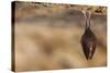 Close up Small Sleeping Horseshoe Bat Covered by Wings, Hanging Upside down on Top of Cold Natural-Martin Janca-Stretched Canvas