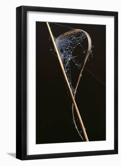 Close-Up Spider Web with Dew Drops-Gordon Semmens-Framed Photographic Print