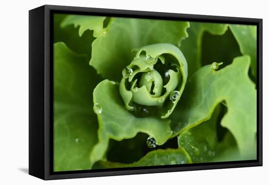 Close-Up, Succulent Plant with Water Droplets-Matt Freedman-Framed Stretched Canvas