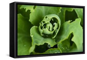 Close-Up, Succulent Plant with Water Droplets-Matt Freedman-Framed Stretched Canvas