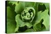 Close-Up, Succulent Plant with Water Droplets-Matt Freedman-Stretched Canvas