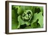 Close-Up, Succulent Plant with Water Droplets-Matt Freedman-Framed Photographic Print