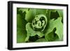 Close-Up, Succulent Plant with Water Droplets-Matt Freedman-Framed Photographic Print