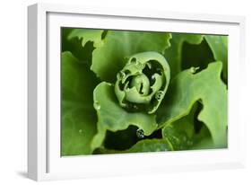 Close-Up, Succulent Plant with Water Droplets-Matt Freedman-Framed Photographic Print