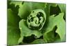 Close-Up, Succulent Plant with Water Droplets-Matt Freedman-Mounted Photographic Print