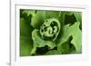 Close-Up, Succulent Plant with Water Droplets-Matt Freedman-Framed Photographic Print