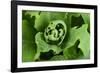 Close-Up, Succulent Plant with Water Droplets-Matt Freedman-Framed Photographic Print