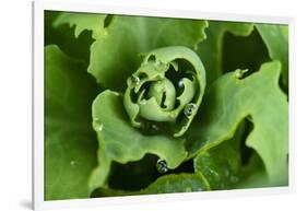 Close-Up, Succulent Plant with Water Droplets-Matt Freedman-Framed Photographic Print