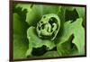 Close-Up, Succulent Plant with Water Droplets-Matt Freedman-Framed Photographic Print