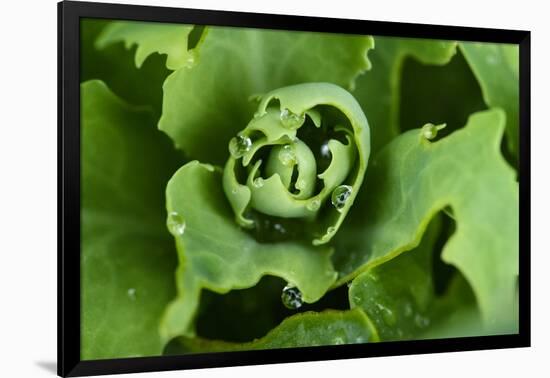 Close-Up, Succulent Plant with Water Droplets-Matt Freedman-Framed Photographic Print