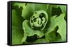 Close-Up, Succulent Plant with Water Droplets-Matt Freedman-Framed Stretched Canvas