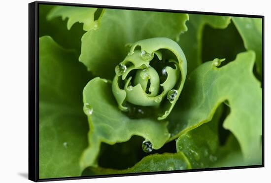 Close-Up, Succulent Plant with Water Droplets-Matt Freedman-Framed Stretched Canvas