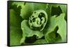 Close-Up, Succulent Plant with Water Droplets-Matt Freedman-Framed Stretched Canvas