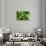 Close-Up, Succulent Plant with Water Droplets-Matt Freedman-Stretched Canvas displayed on a wall
