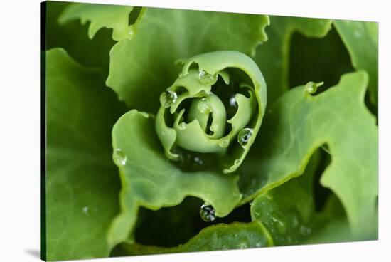Close-Up, Succulent Plant with Water Droplets-Matt Freedman-Stretched Canvas