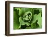 Close-Up, Succulent Plant with Water Droplets-Matt Freedman-Framed Photographic Print