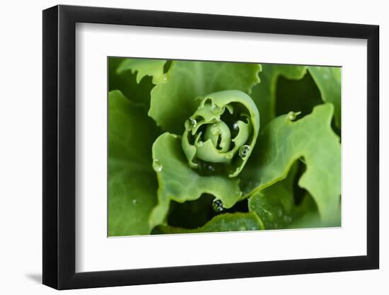 Close-Up, Succulent Plant with Water Droplets-Matt Freedman-Framed Photographic Print