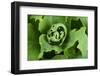 Close-Up, Succulent Plant with Water Droplets-Matt Freedman-Framed Photographic Print