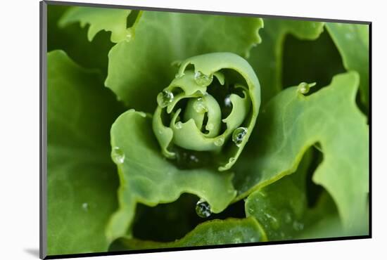 Close-Up, Succulent Plant with Water Droplets-Matt Freedman-Mounted Photographic Print