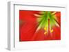 Close up the Stigma and Stamen of Lily Flower-Decha Thapanya-Framed Photographic Print