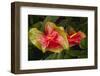 Close up View of 2 Red/Green Anthurium in a Garden-Timothy Hearsum-Framed Photographic Print