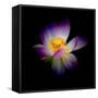 Close Up View of a Blooming Lotus Flower on a Dark Background-George Oze-Framed Stretched Canvas